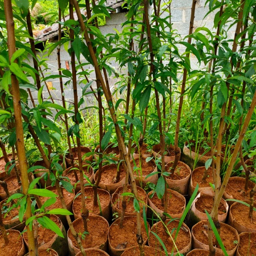 荔浦市绿叶碧桃  供应桃花杯苗，袋苗