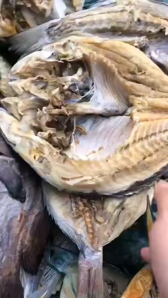 青衣鱼 水产