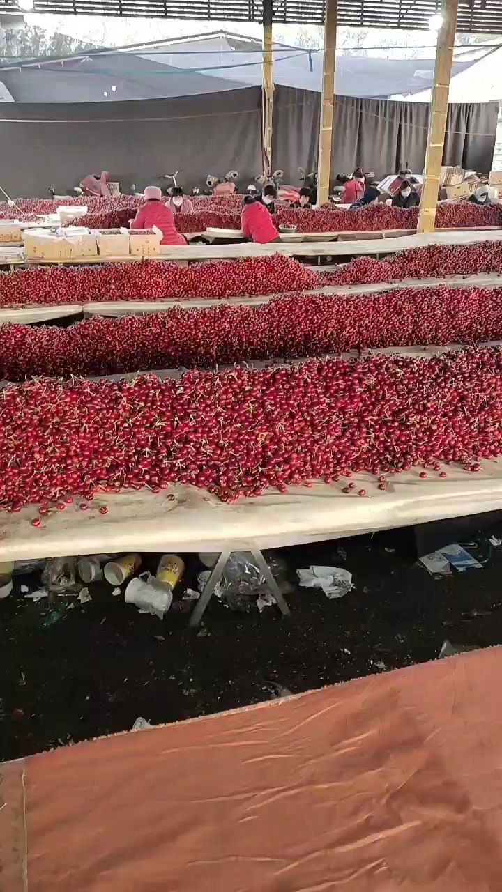 红灯樱桃 露天大樱桃