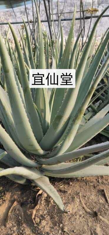 昌乐县库拉索芦荟 供应芦荟