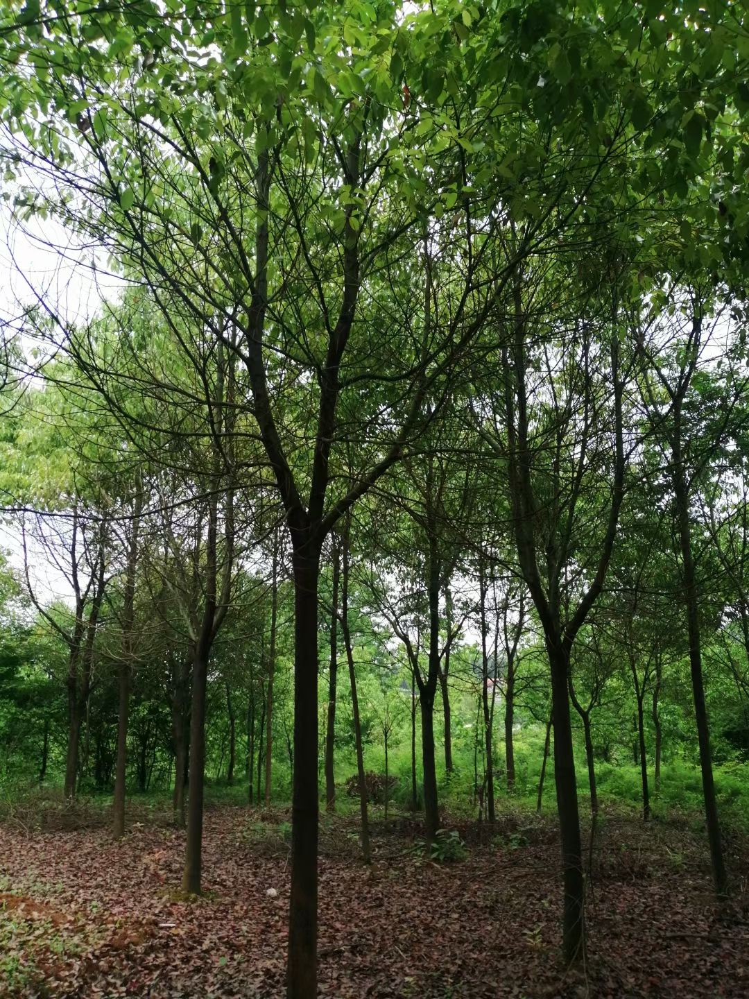  香樟基地经营，精品香樟供应，江西香樟大量供应批发香樟自产自销