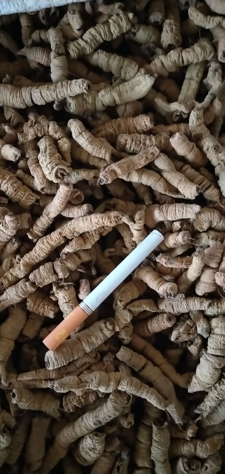 中巴戟肉