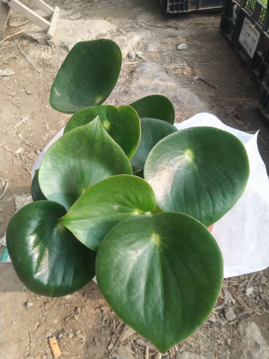 碧玉盆栽 荷叶碧玉