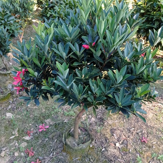 高州市茶花树 四季红山茶