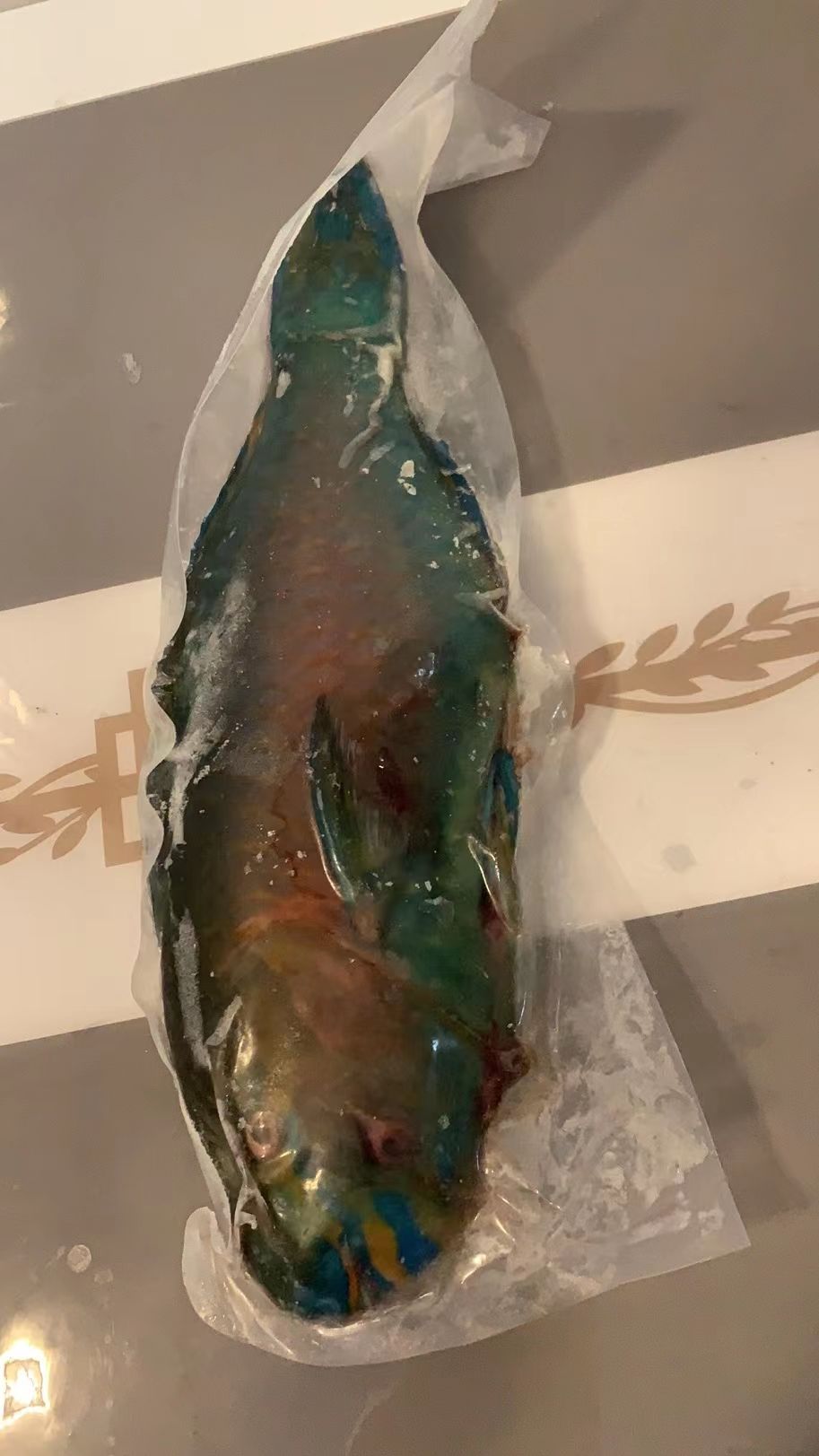 青衣鱼 水产