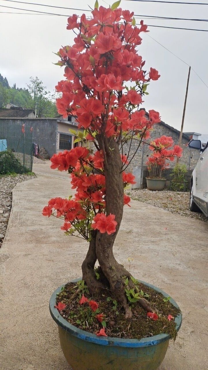 国旗红杜鹃 映山红杜鹃花