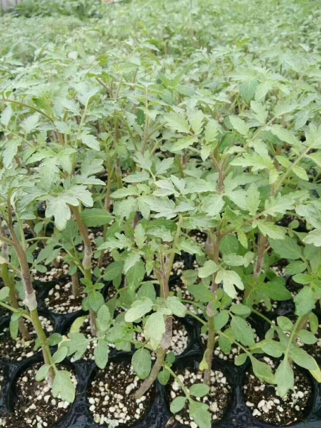 大红番茄苗  广西种苗育苗基地，嫁接西红柿苗，承接全国各地代