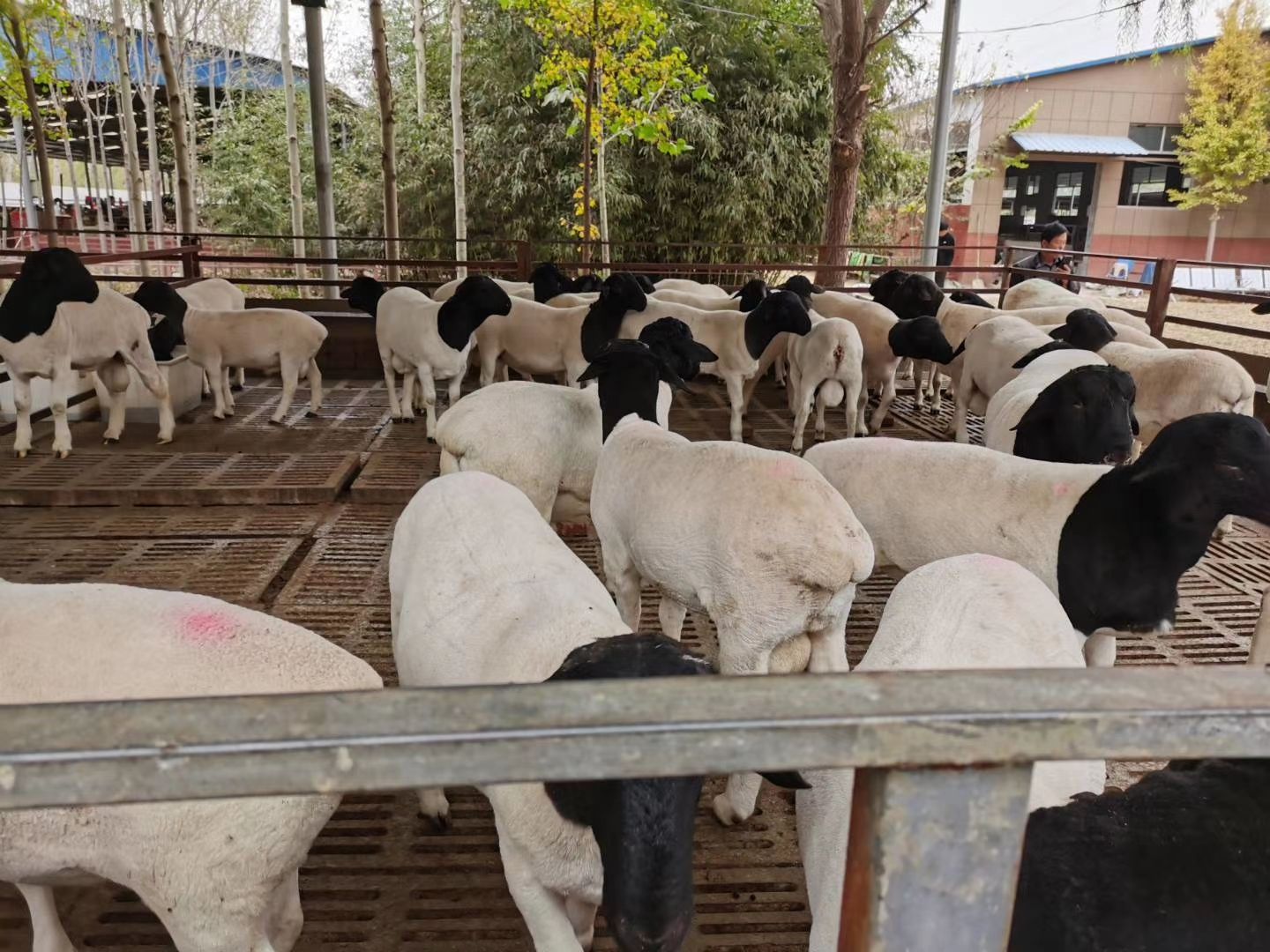 绵羊  杜泊 买十只送一只 包送货 包技术 包回收