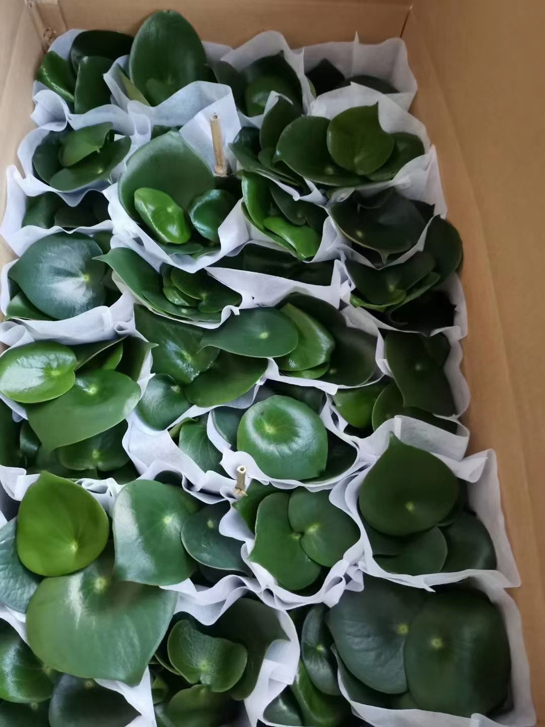 碧玉盆栽 荷叶碧玉