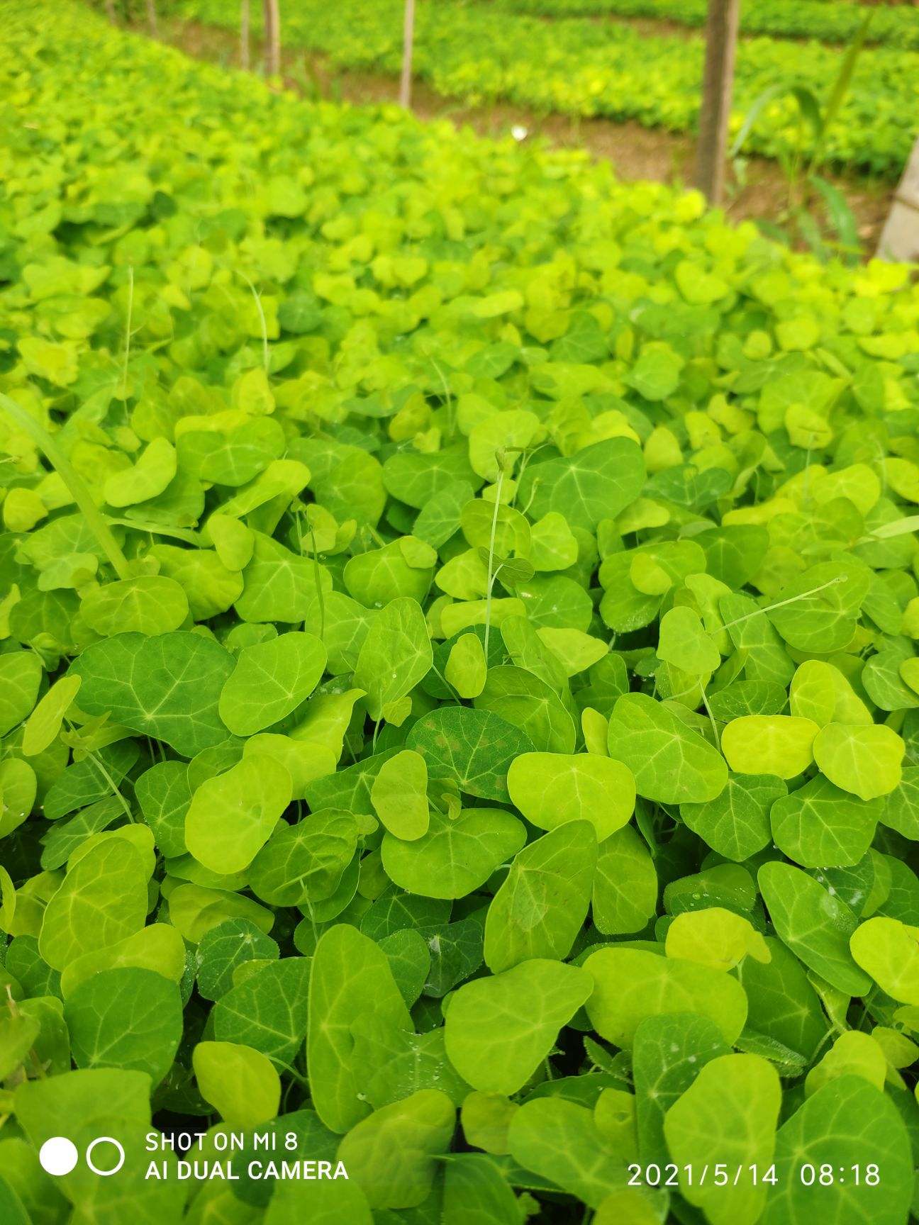 宁都县江西粉防己种苗，基地一手直发，提供多年成熟种植技术！