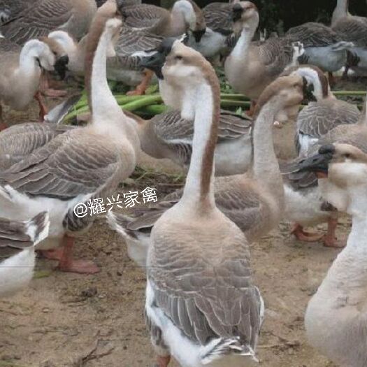 东莞市正宗大种狮头鹅苗、汕头狮头鹅苗，包打疫苗！