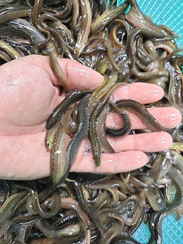 泥鳅苗，金鳅2号优质苗，可以视频看货，场地直销，技术指导