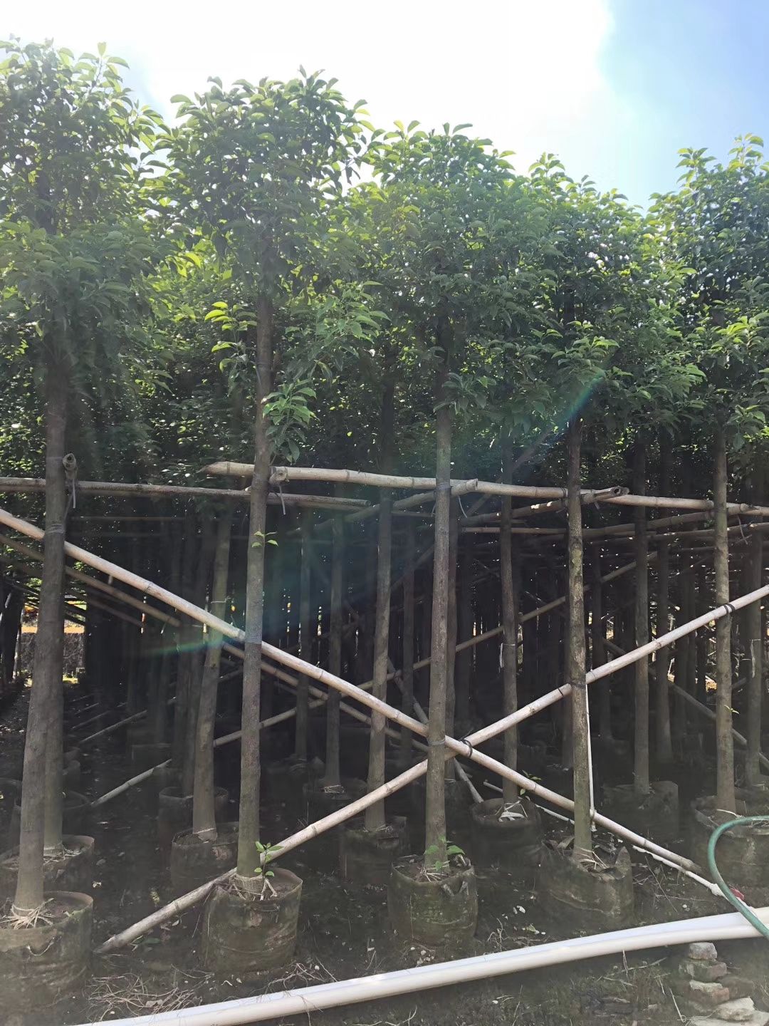 大量供应香樟（小叶樟）