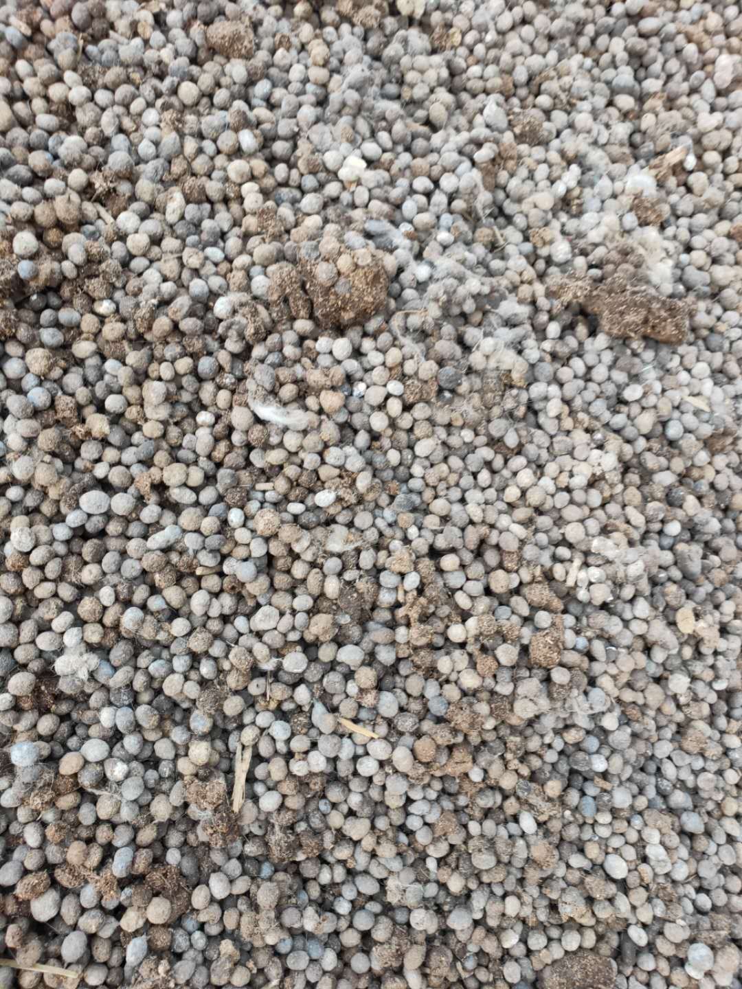  羊粪农家肥，让你看到的真，