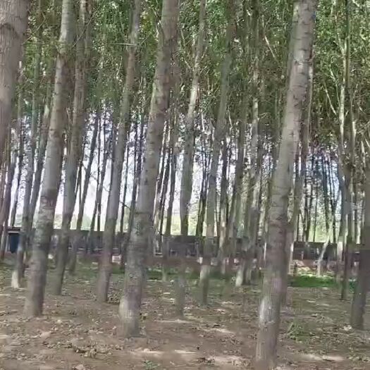 唐山107速生杨 速生杨