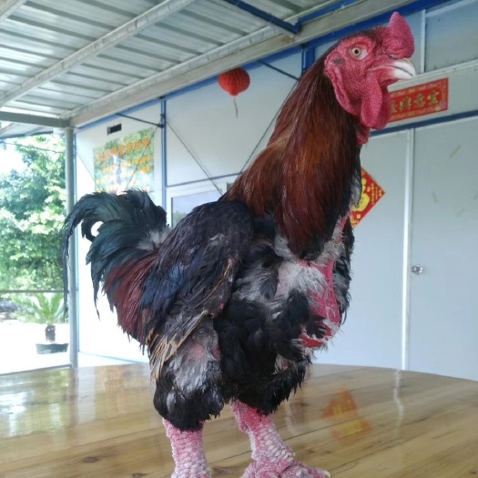 广州东涛鸡苗  越南大脚东涛鸡脱温苗