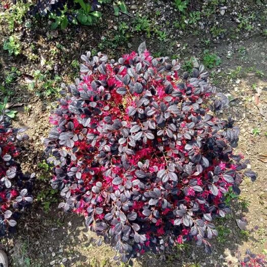 岳池县黑珍珠红继木  红花继木毛球，冠幅-50cm-60cm