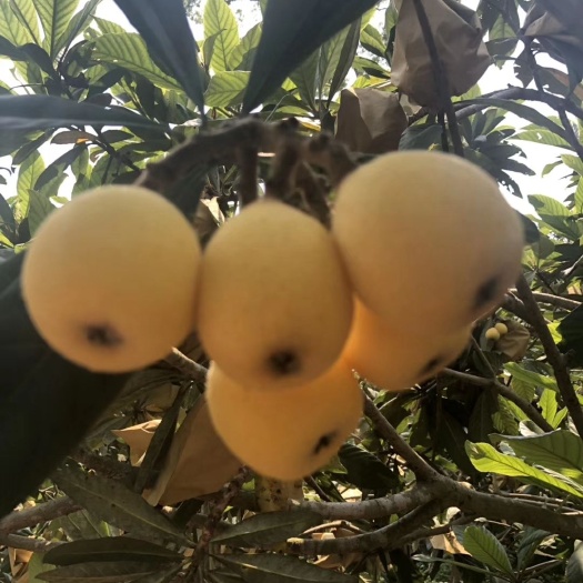 三门县白沙枇杷套袋防虫害天然安全孕妇宝宝水果