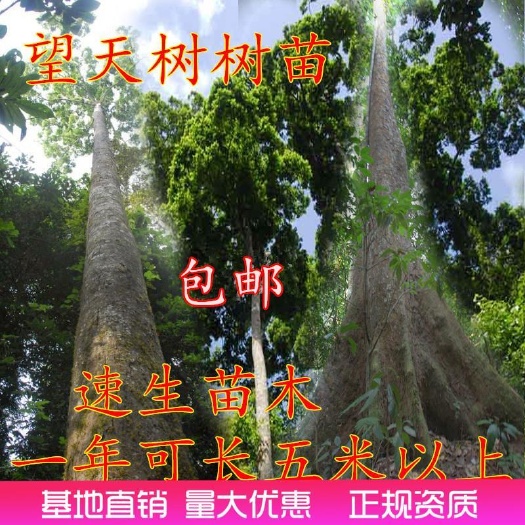 景洪市[百亿补贴]橡胶树  望天树苗