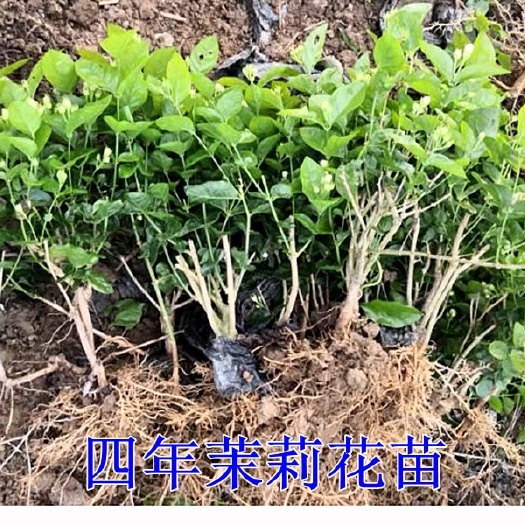 横州市 2021年茉莉花苗带花苞出售啦