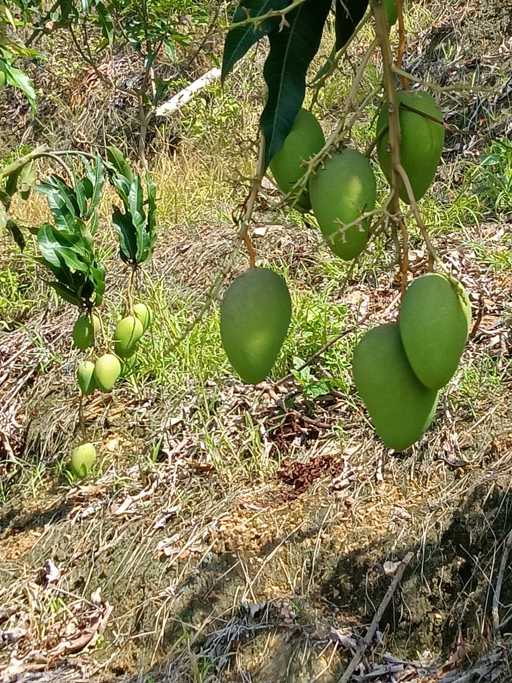  云南小臺(tái)農(nóng)芒果產(chǎn)地一手貨源，