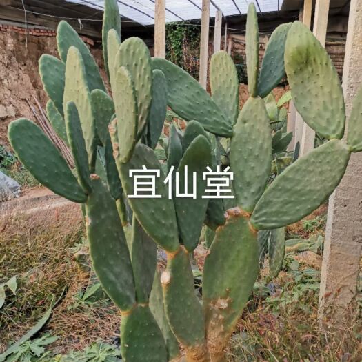 昌乐县 供应仙人掌