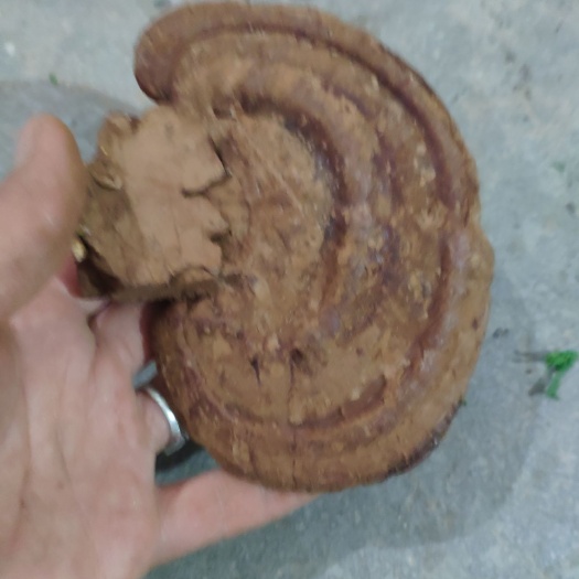 冠县灵芝产地直供灵芝种植基地赤灵芝紫灵芝黑灵芝