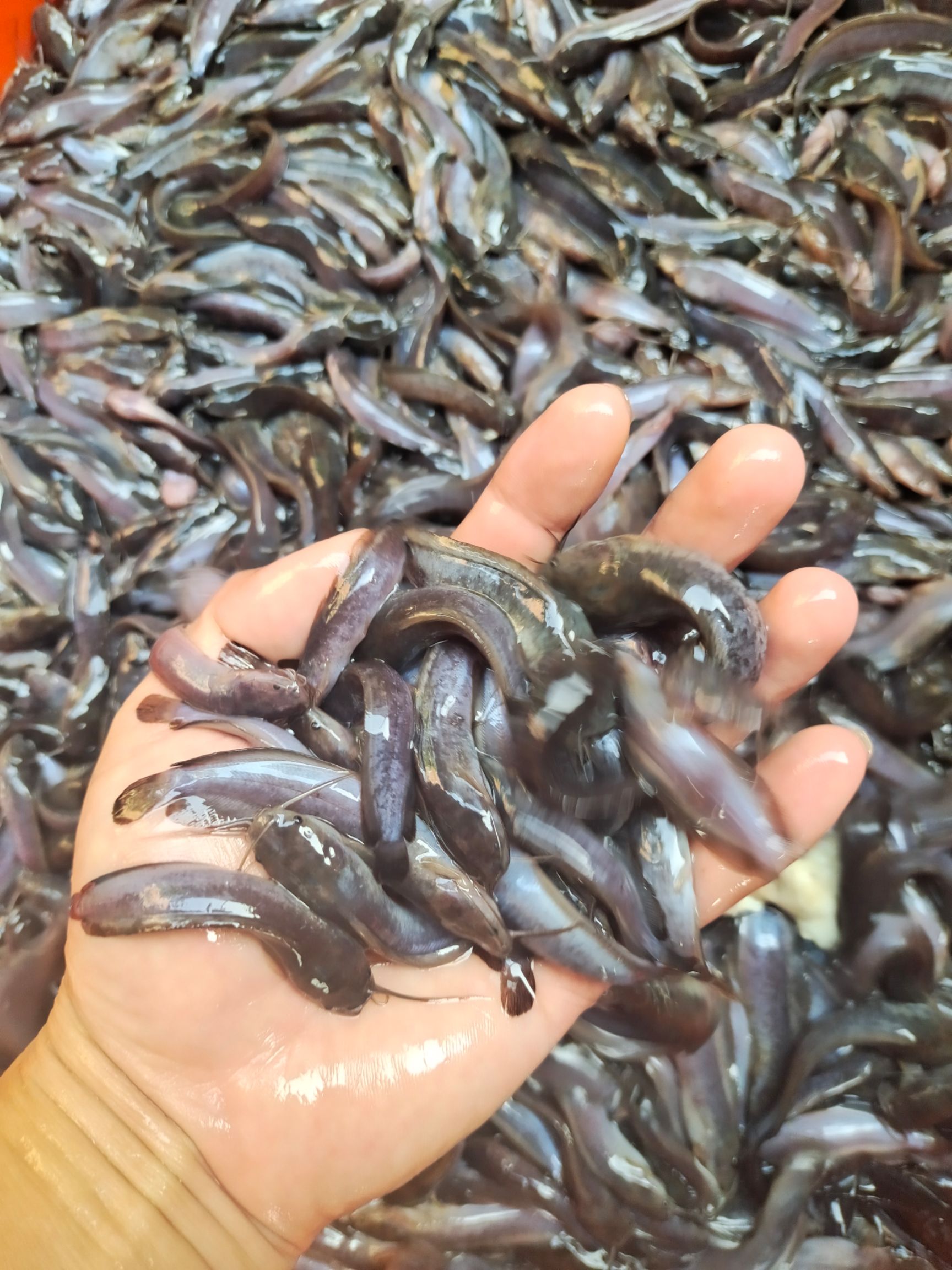 鲶鱼苗  塘角鱼苗  三黄土塘角鱼苗，品种优良健康快大，养殖