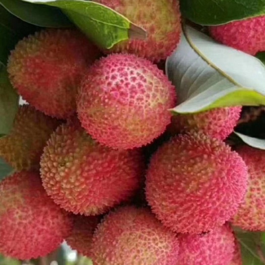 阳西县妃子笑荔枝  质量保证，合作共赢！只要你有市场，量不是问题，找我就对了。