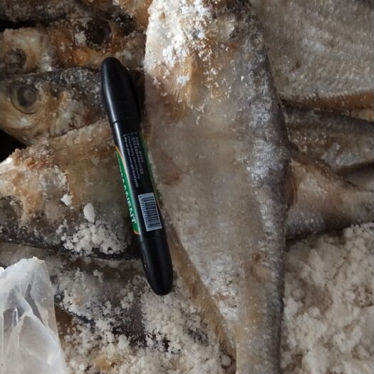 日照白鳞鱼 老卤腌制，传统工艺。肉香味美，过去老味道！