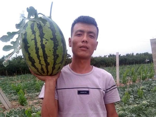 陕西蒲城甜王西瓜大量供应