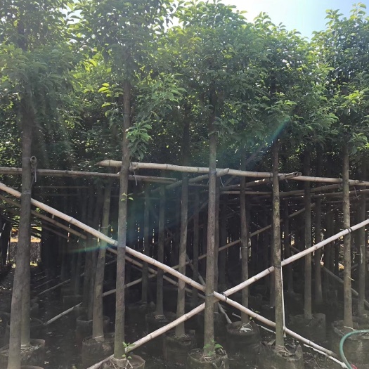 普宁市小叶樟  大量供应香樟、樟树现货供应袋苗/假植苗 欢迎来电