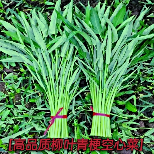 绵阳青梗柳叶空心菜种子竹叶空心菜种子细叶青梗