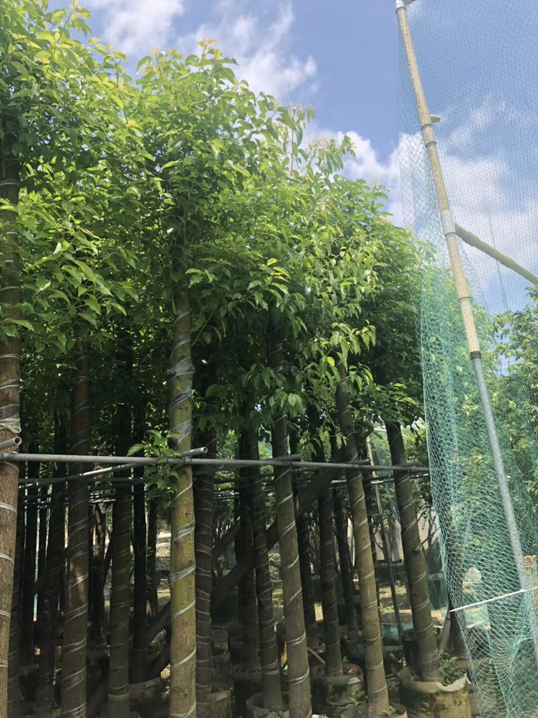 小叶樟  大量供应香樟、樟树现货供应袋苗/假植苗 欢迎来电