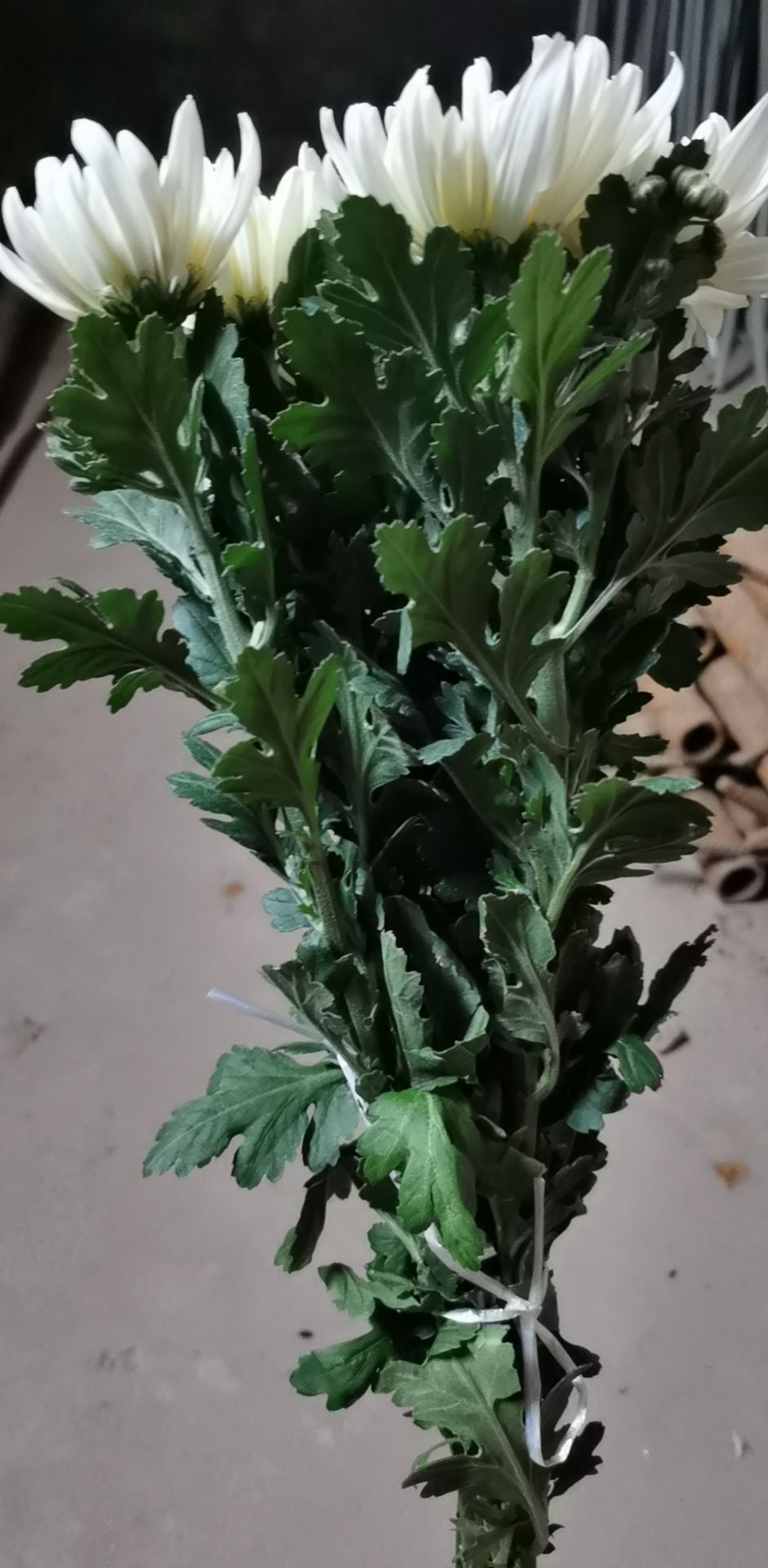 白菊  价格不高