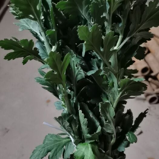新沂市白菊  价格不高