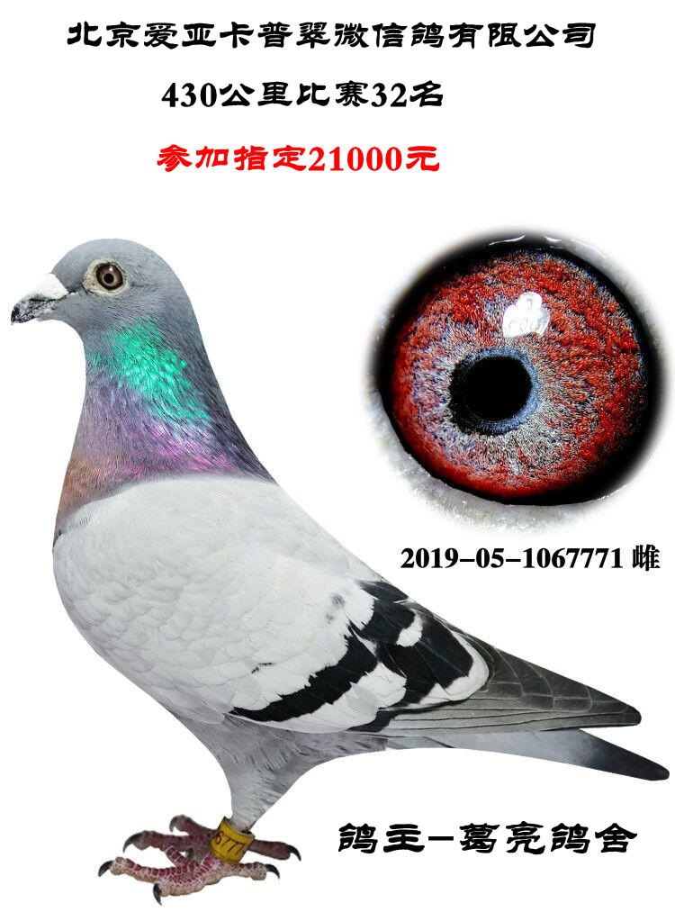 信鸽种鸽成绩鸽血统鸽幼鸽