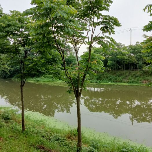 常德栾树 