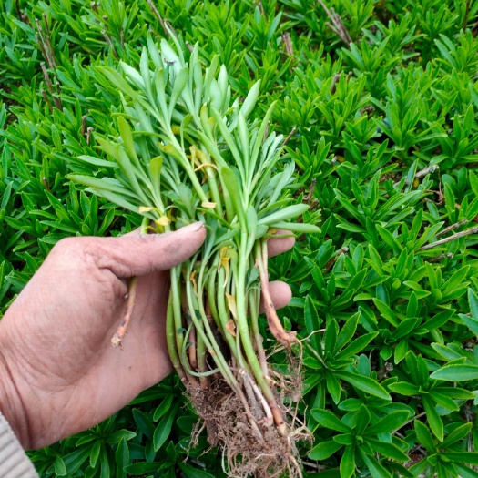 郓城县救心菜 高钙菜