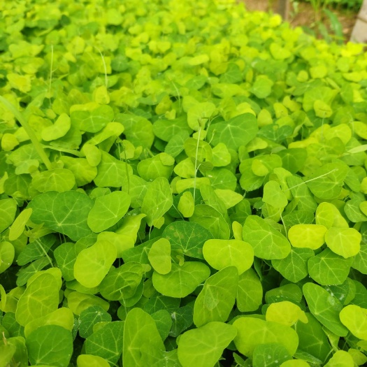 江西粉防己种苗，基地一手直发，提供多年成熟种植技术！