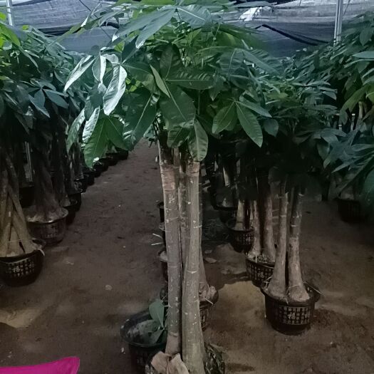广州独杆发财树 平头三拼发财树