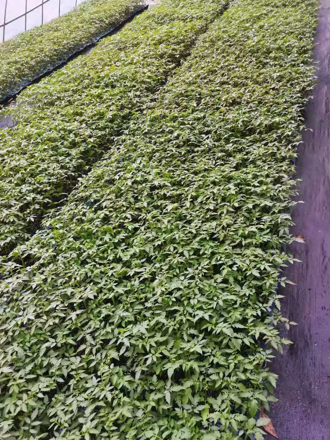 大红番茄苗  广西种苗育苗基地，嫁接西红柿苗，承接全国各地代