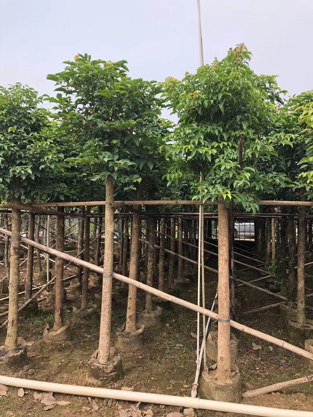 产地大量直销：秋枫（重阳木）