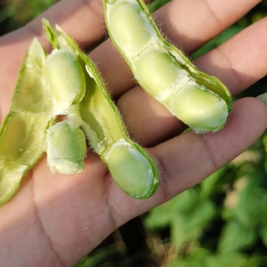 廉江市毛豆荚 毛豆现货四百亩精品货
