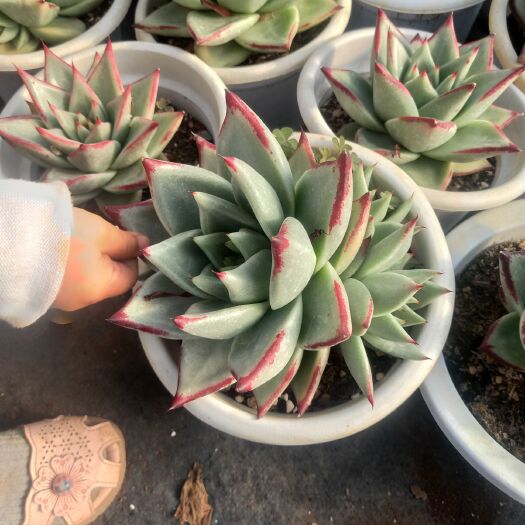 多肉组合  乌木单头多头 量大从优