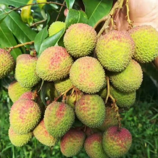 阳西县妃子笑荔枝 大概15天左右大量上市。欢迎预定。发货地址广东省阳江市阳西县