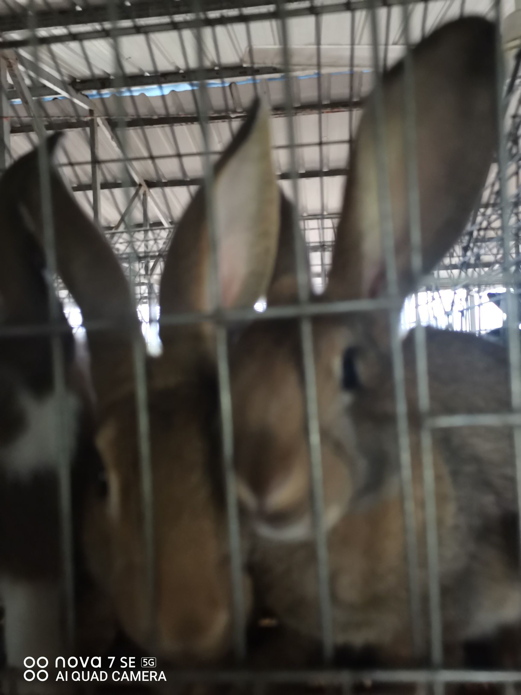 比利时兔、 新西兰兔、杂交兔等