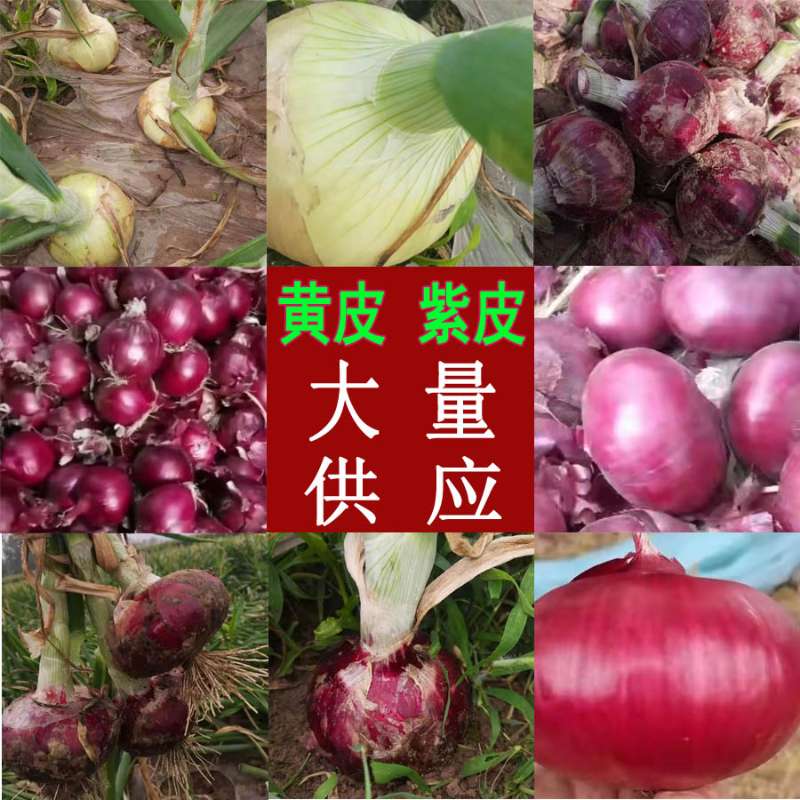 红皮洋葱  江苏丰县冷库紫皮洋葱需要的老板联系