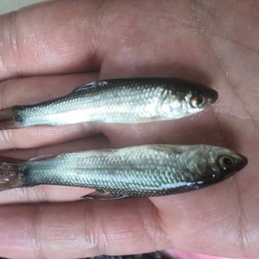 麦鲮鱼苗，易养快大良种鱼苗无病无伤，提供技术指导，欢迎订购。