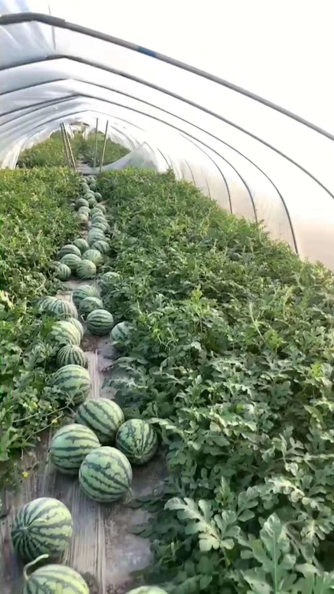 一级采收批次:1茬产地:江苏省盐城市射阳县品种名:8424西瓜商品属性